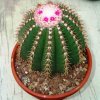 Melocactus_collineus